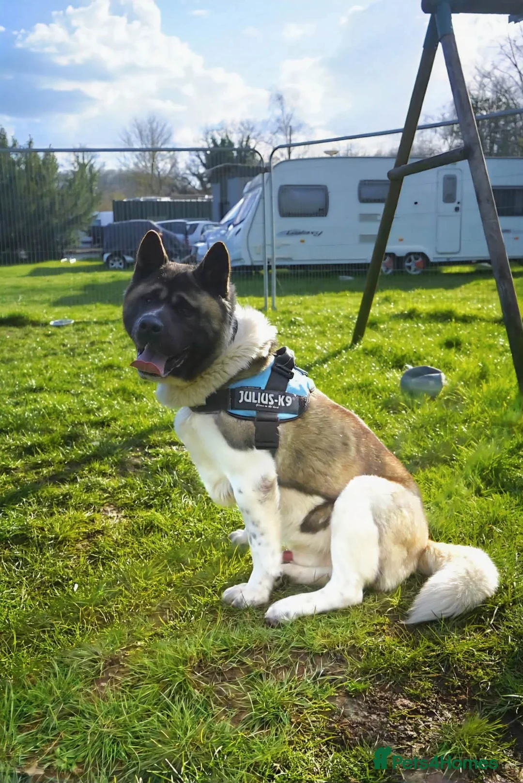 Akita dogs for adoption: Tyson - Advert 2