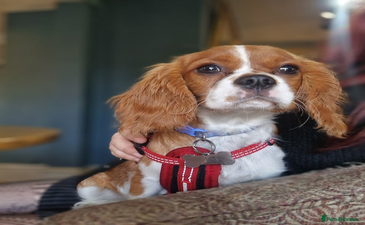 Cavalier King Charles Spaniel dogs - Advert 3