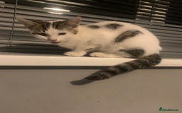Mixed Breed cats for sale: Beautiful kittens  - Image 17
