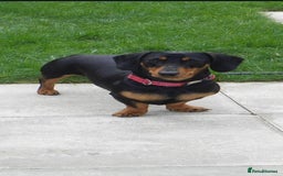 Dachshund dogs for sale: Dachshund male - Image 1