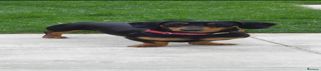 Dachshund 