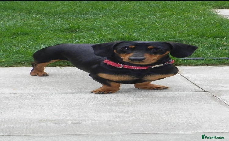 Dachshund dogs - Advert 6