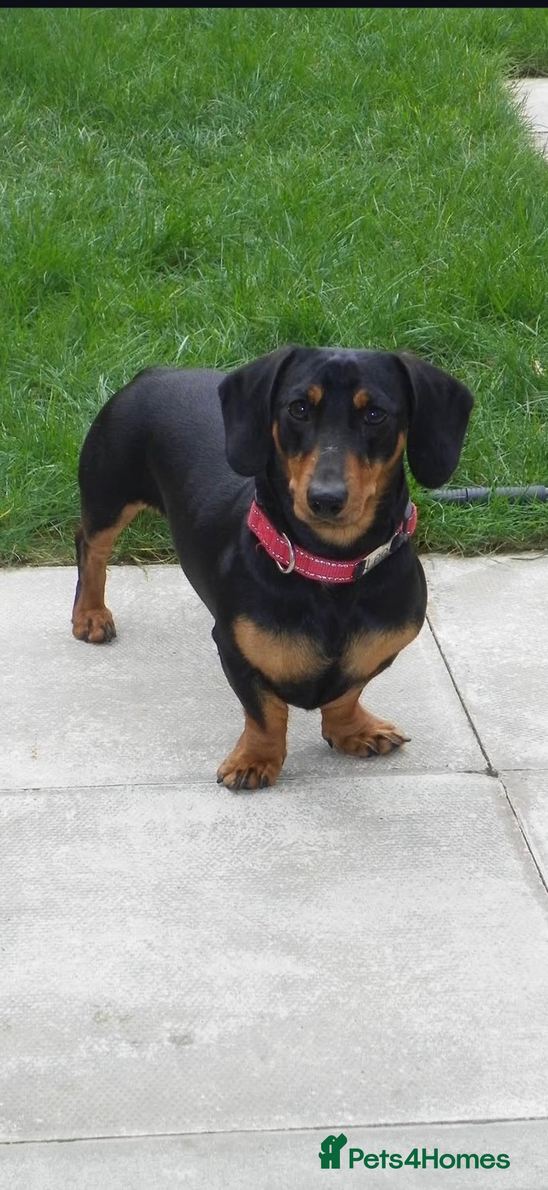 Dachshund dogs for sale: Dachshund male - Image 1