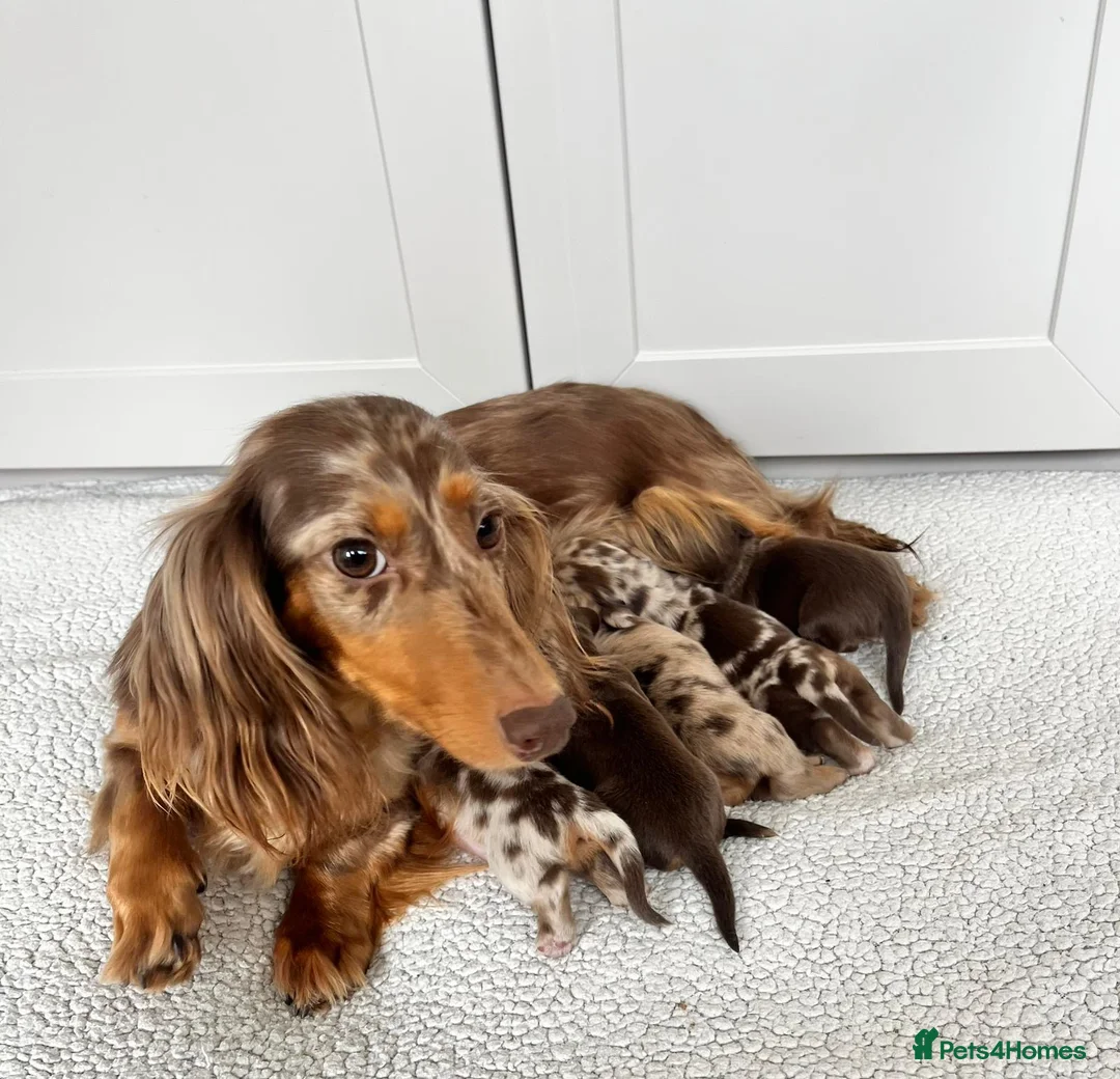 Dachshund dogs for sale: Stunning long hair mini dachshunds  in Shrewsbury - Advert 1