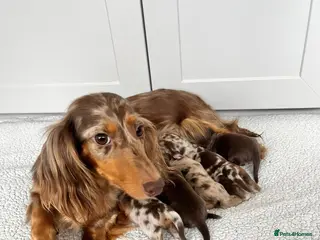 Dachshund dogs Stunning long hair mini dachshunds - Advert 5