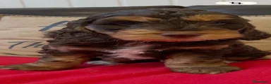 Cockapoo 4