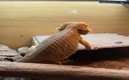 Bearded Dragon reptiles for sale: Bearded Dragon 20 months old  - Image 11