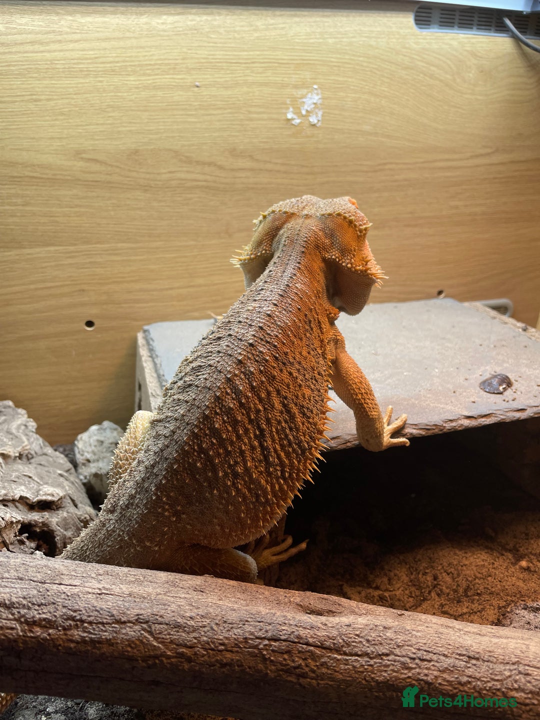 Bearded Dragon reptiles for sale: Bearded Dragon 20 months old  - Image 11