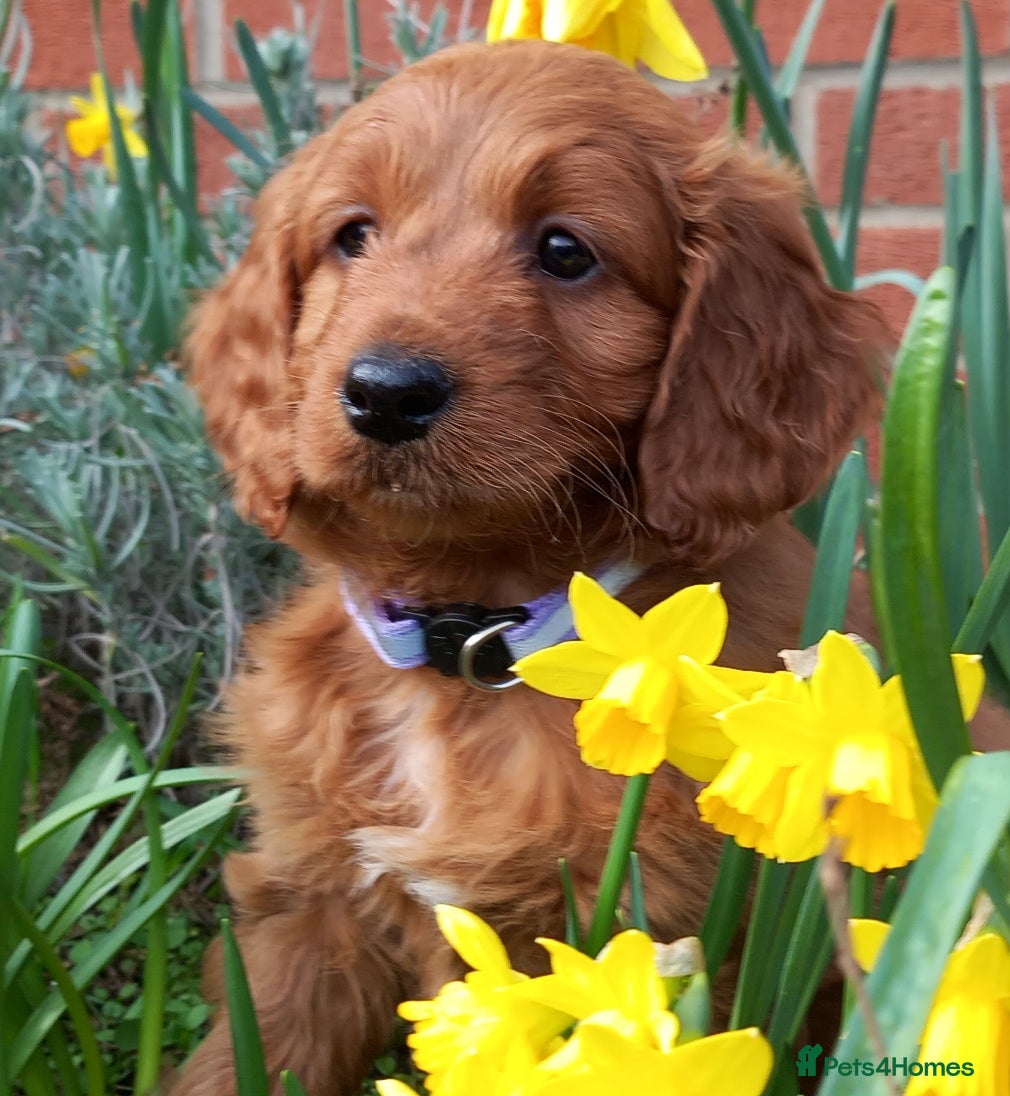 Cockapoo dogs Cockapoo puppies for sale  - Advert 1
