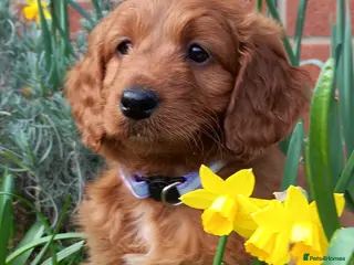 Cockapoo dogs Cockapoo puppies for sale - Advert 1