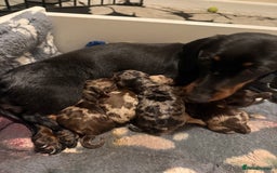 Miniature Dachshund dogs for sale: True miniature smooth coat dachshund puppies  - Image 3