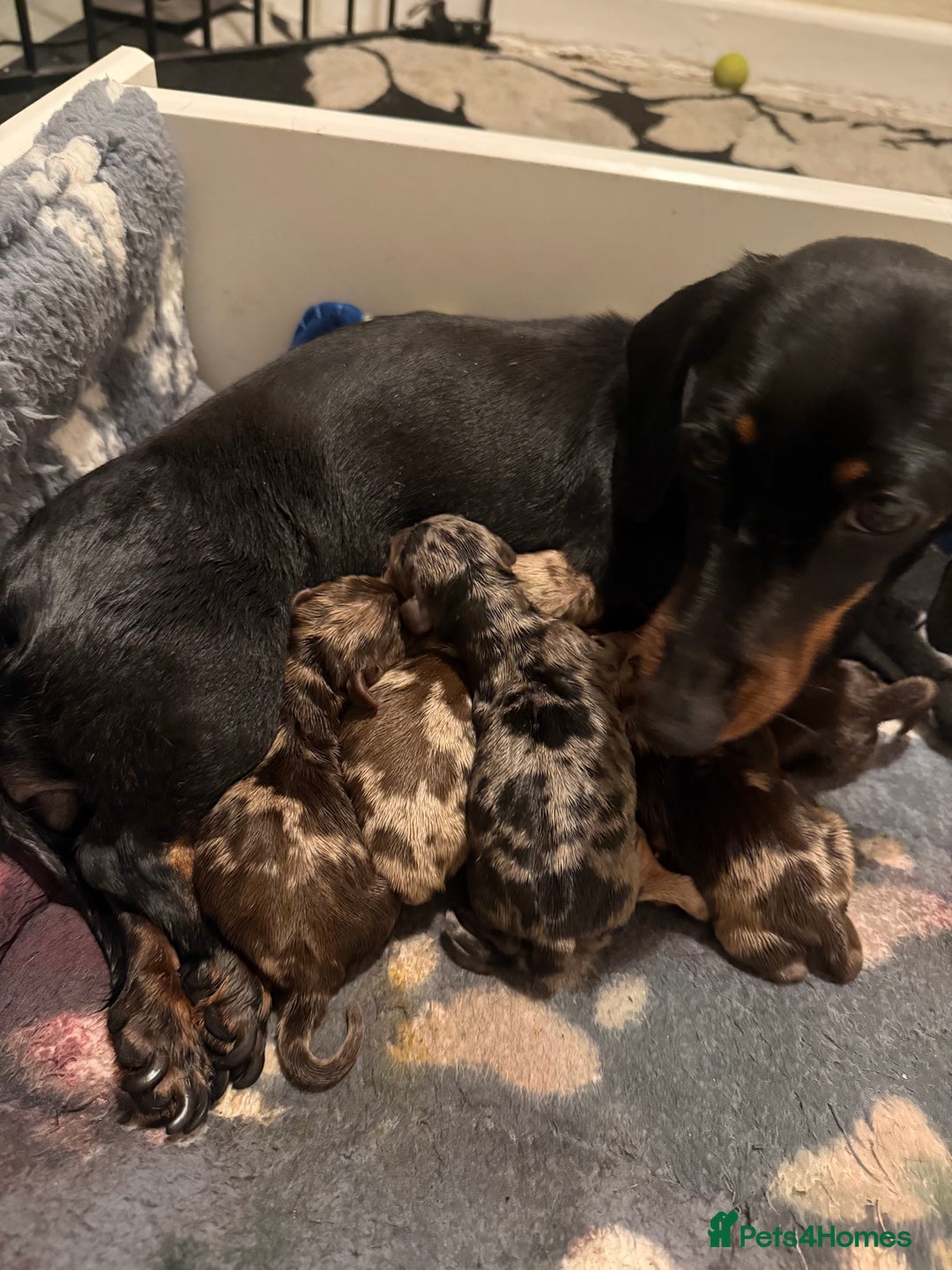 Miniature Dachshund dogs for sale: True miniature smooth coat dachshund puppies  - Image 3