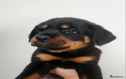 Rottweiler dogs for sale: READY NOW- Beautiful Rottweiler Puppies - Image 19