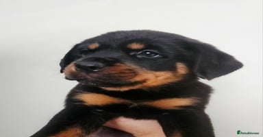 Rottweiler dogs - Advert 3