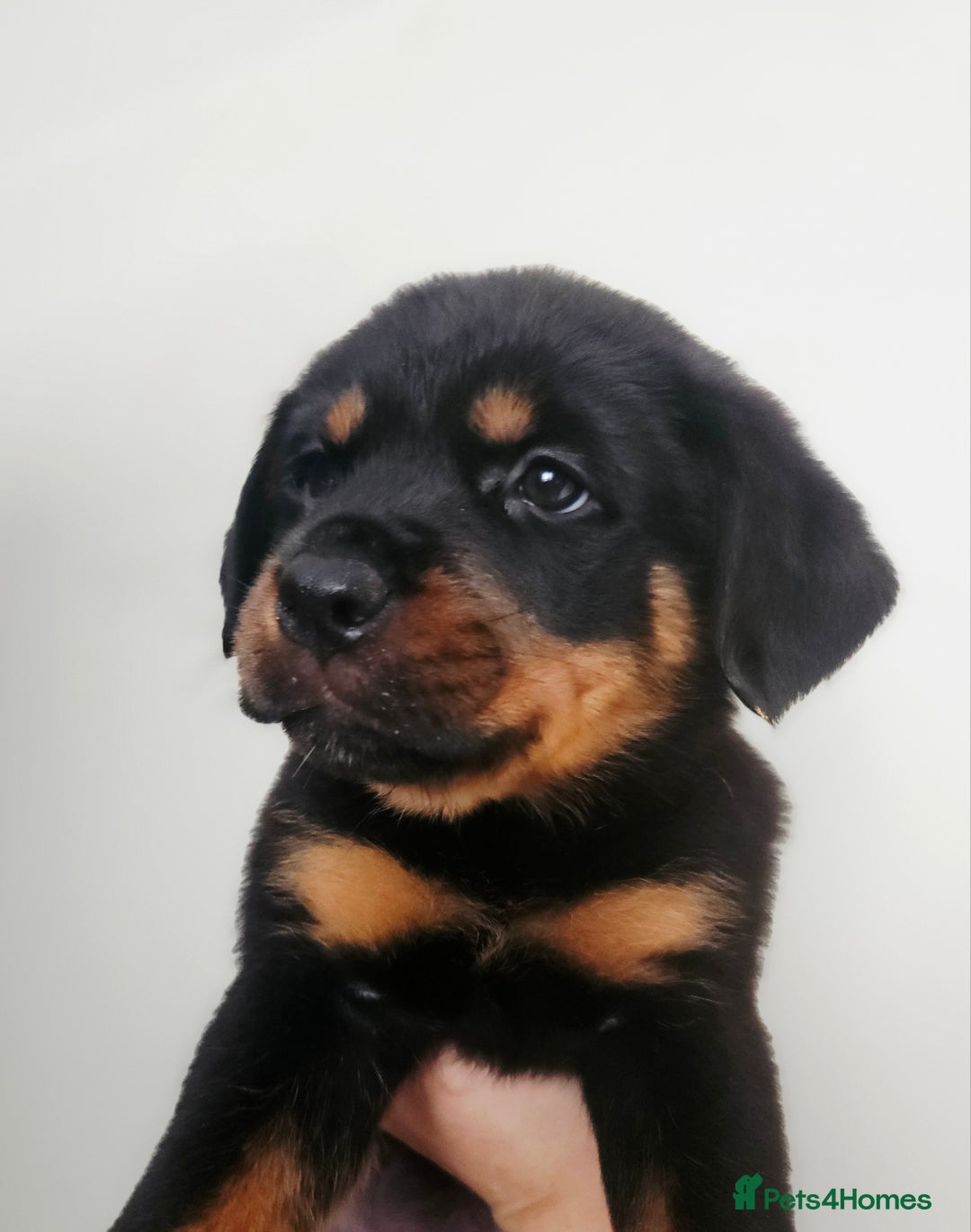 Rottweiler dogs for sale: READY NOW- Beautiful Rottweiler Puppies - Image 19