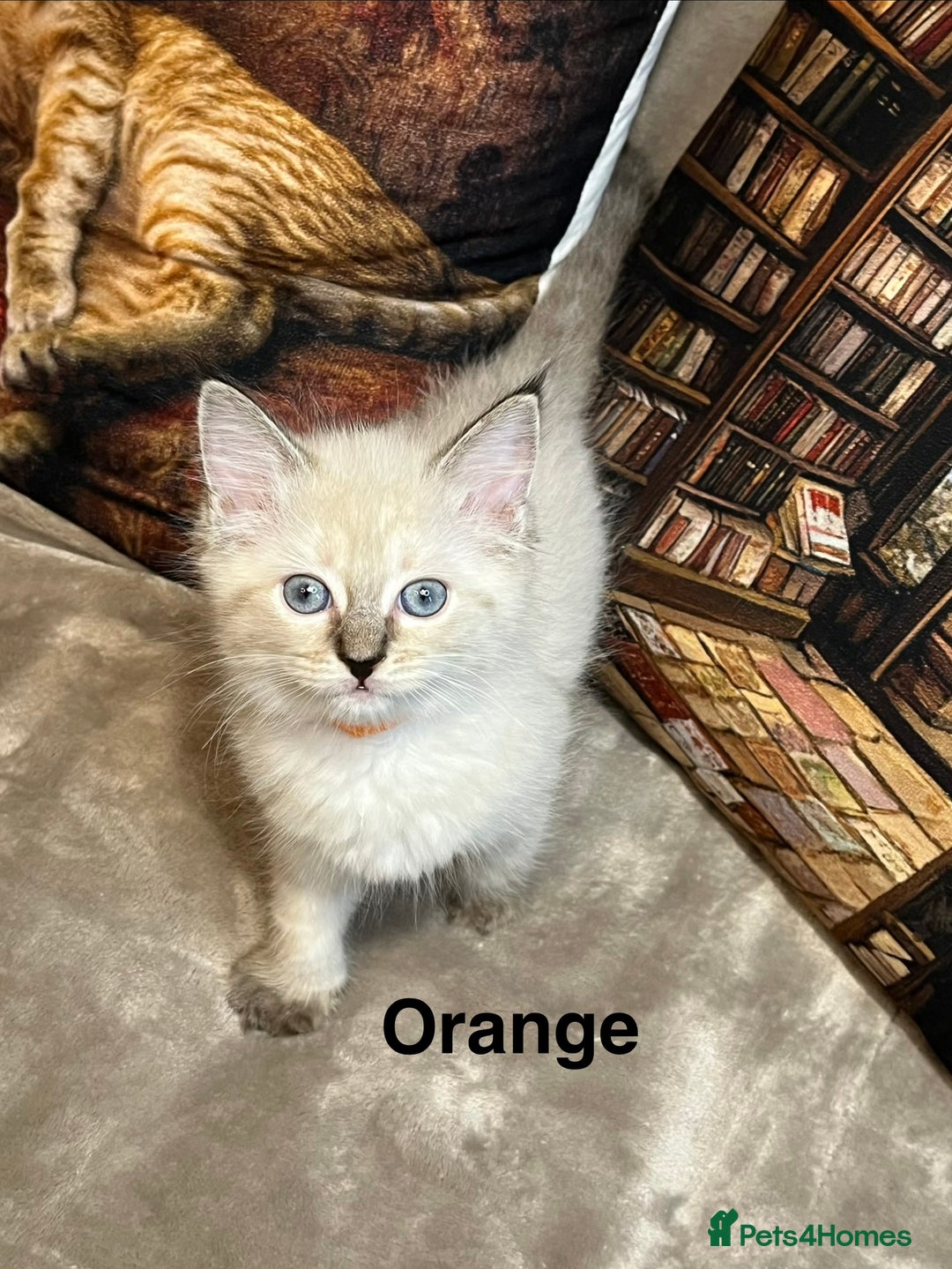 Ragdoll cats for sale: ❤️Amazing Pure Ragdoll Girls Waiting Loving Family - Advert 25