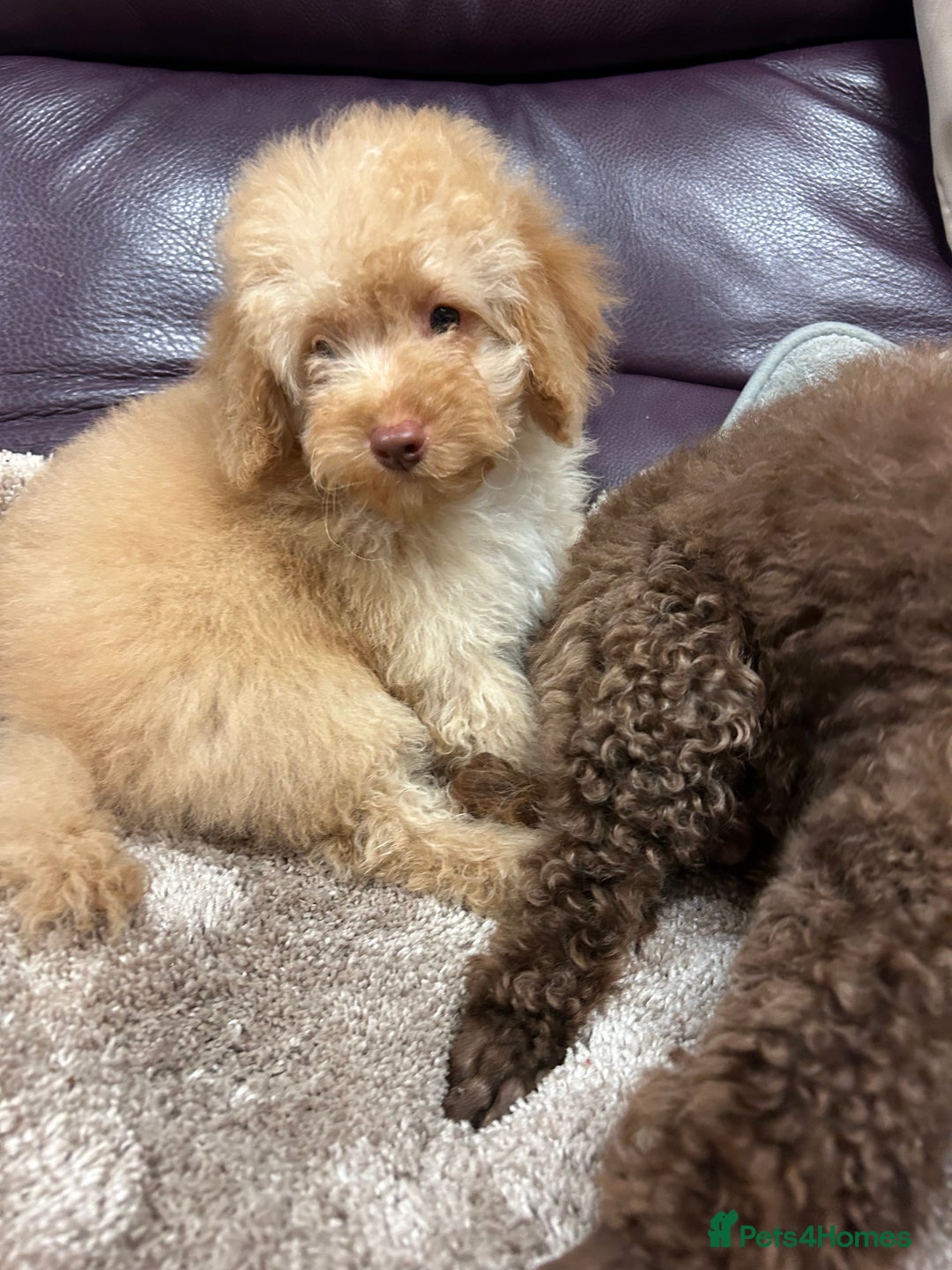 Miniature Poodle dogs for sale: Miniature poodle  - Advert 23
