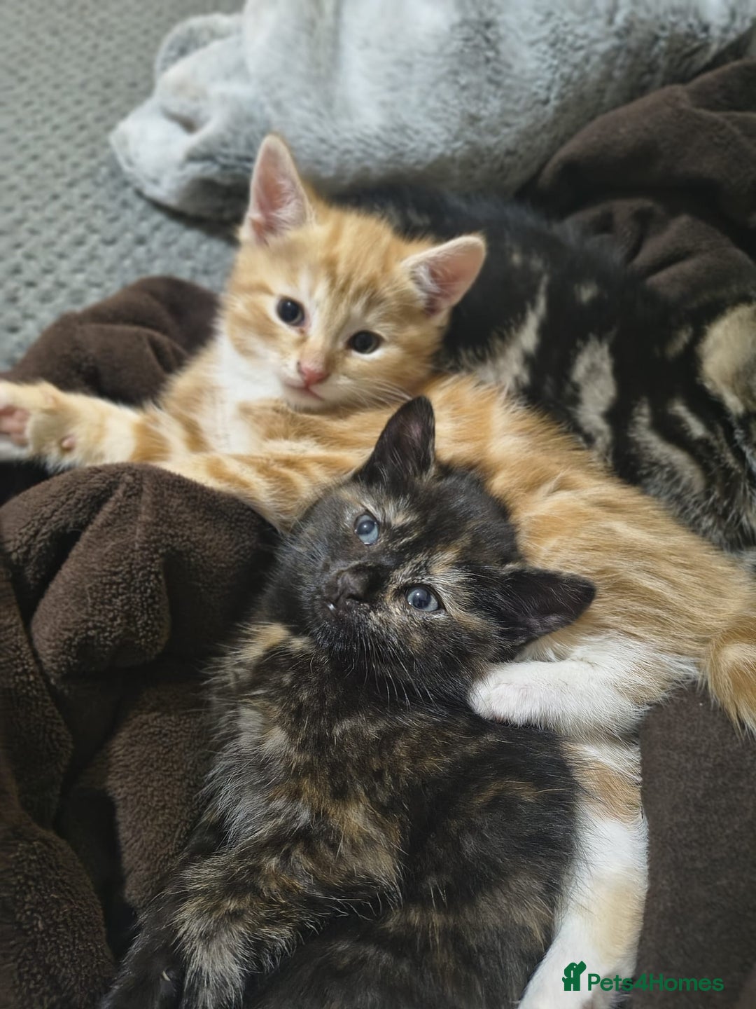 Mixed Breed cats for sale: 4 Beautiful Kittens TABBY*GINGER*CALICO*TUXEDO * - Advert 4