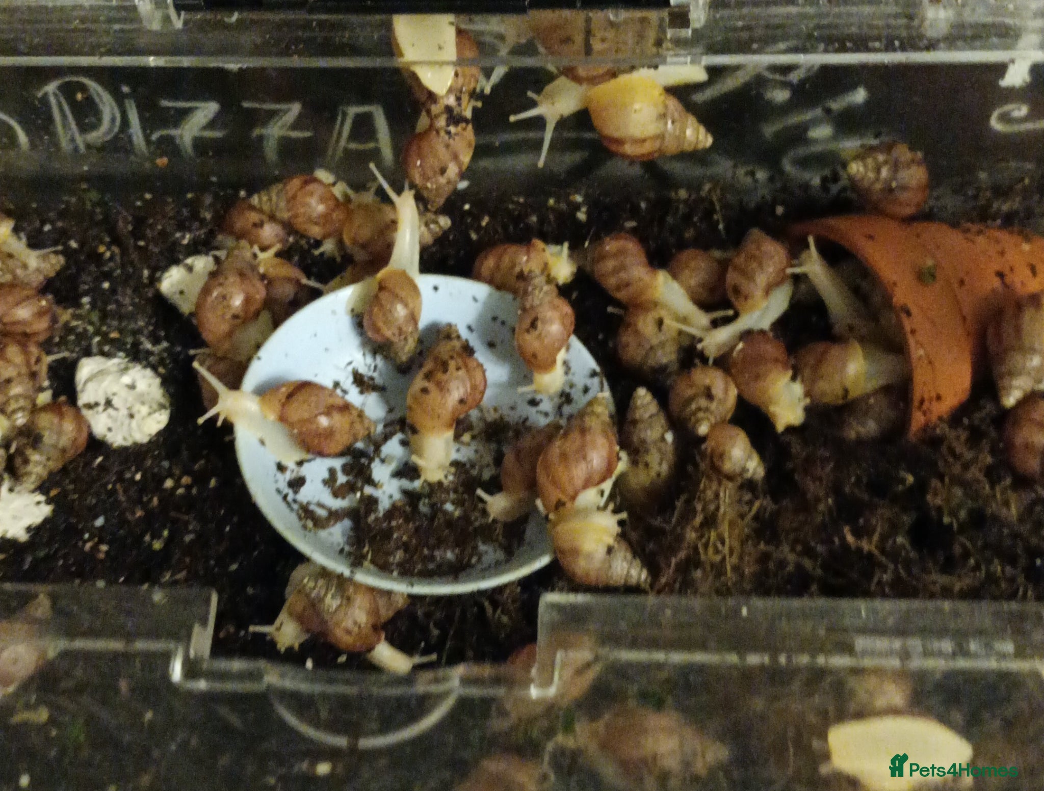 Snails invertebrates Giant African Land Snails  - Advert 6