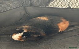 Guinea Pig rodents for sale: New home for two female guinea pigs - Image 3