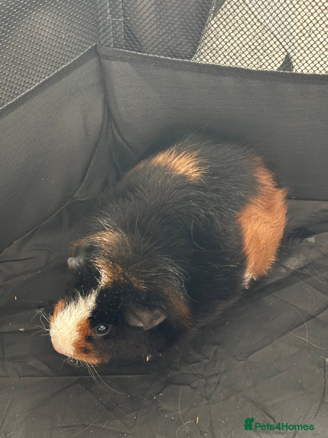 Guinea Pig rodents for sale: New home for two female guinea pigs - Image 3