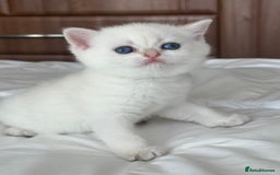 British Shorthair cats for sale: Stunning munchkin fur babies 😻🌼🌸🌺 - Image 10