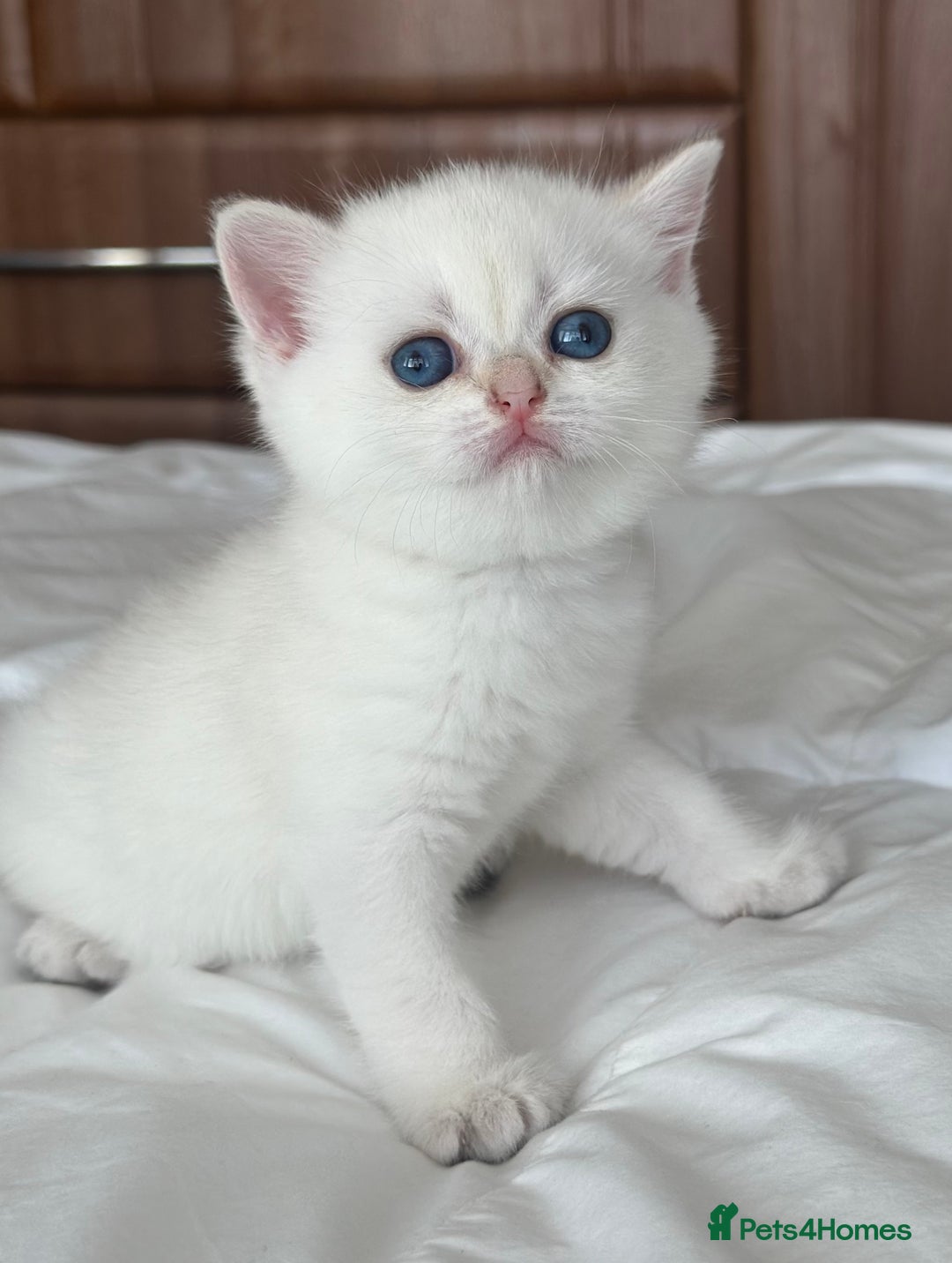 British Shorthair cats for sale: Stunning munchkin fur babies 😻🌼🌸🌺 - Image 10