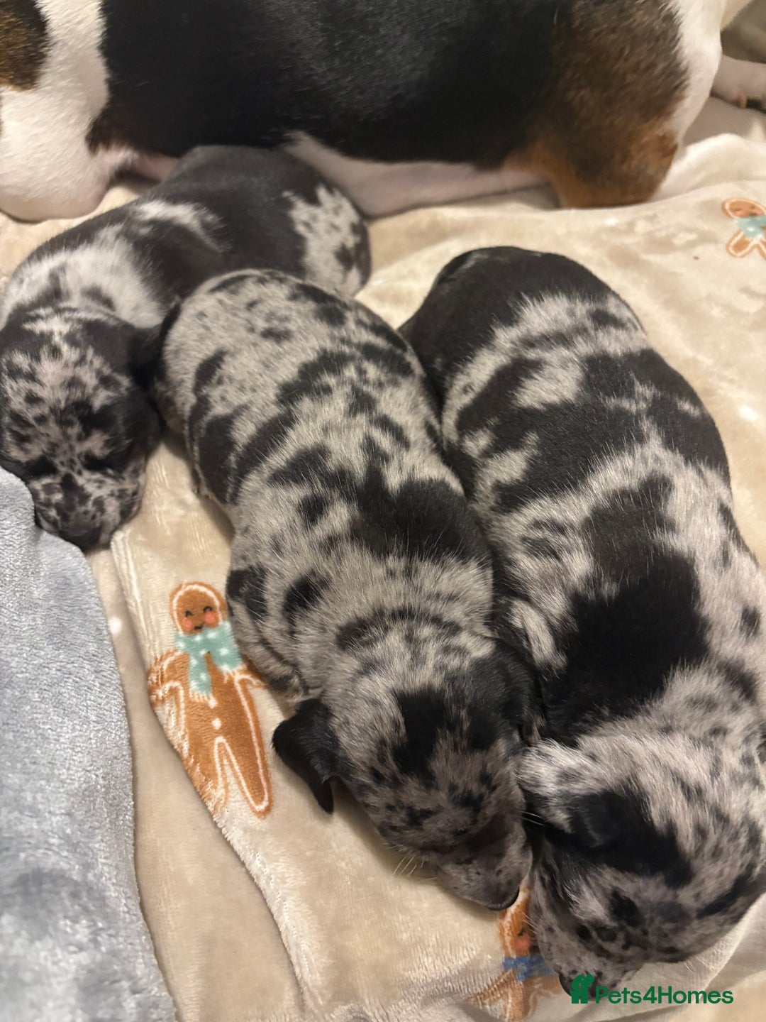 Jack Russell dogs for sale: Much wenlock jrt puppies 4 weeks old  - Advert 3