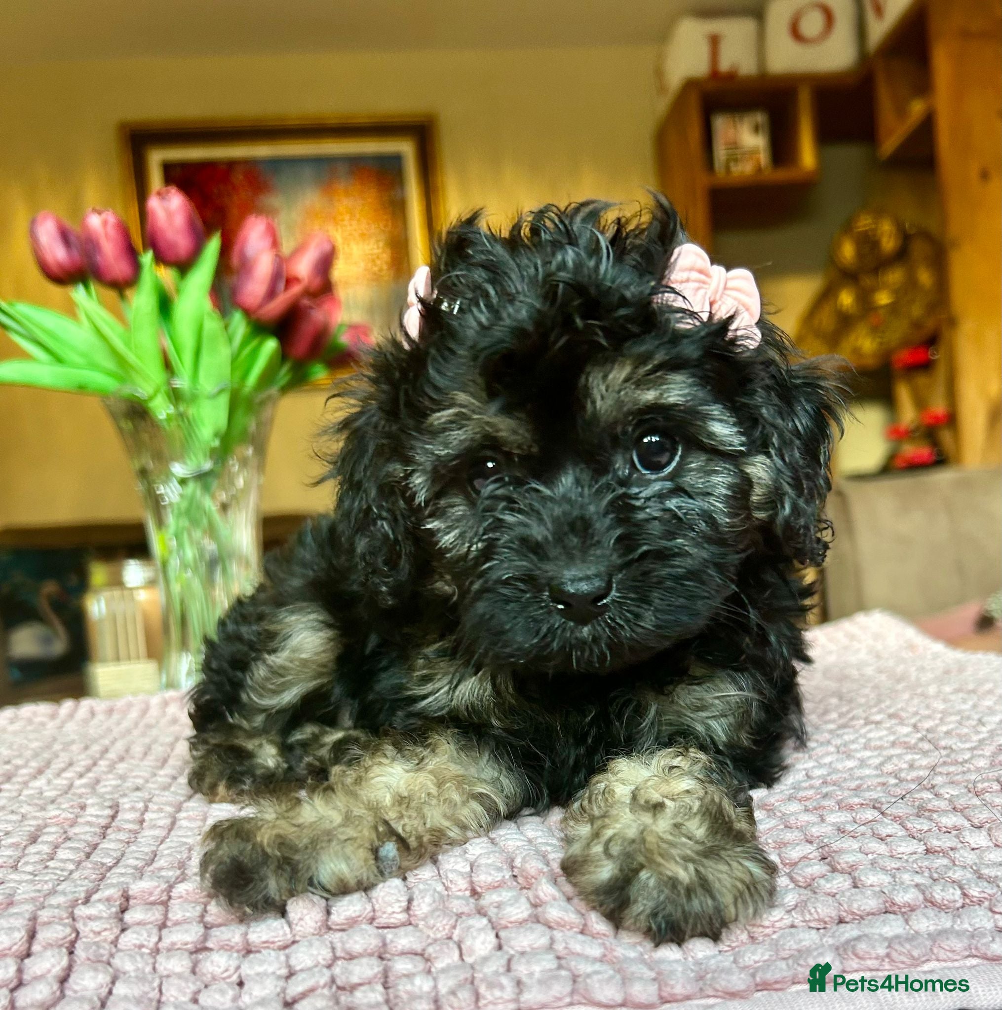 Cavapoo dogs READY NOW! Beautiful Black Tan Cavapoo Pups - Advert 1
