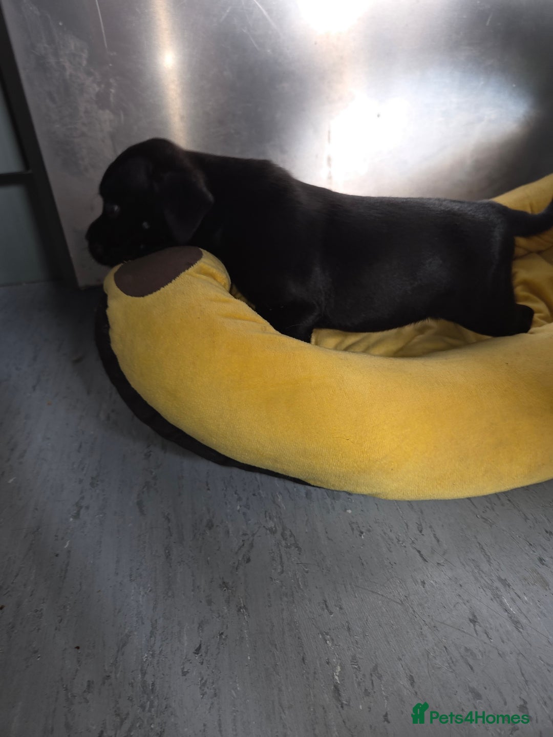 Staffordshire Bull Terrier dogs for sale: Kc registered Staffords  - Image 13