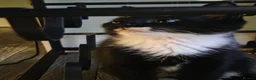 Mixed Breed cats for sale: 3 females  - Advert 3