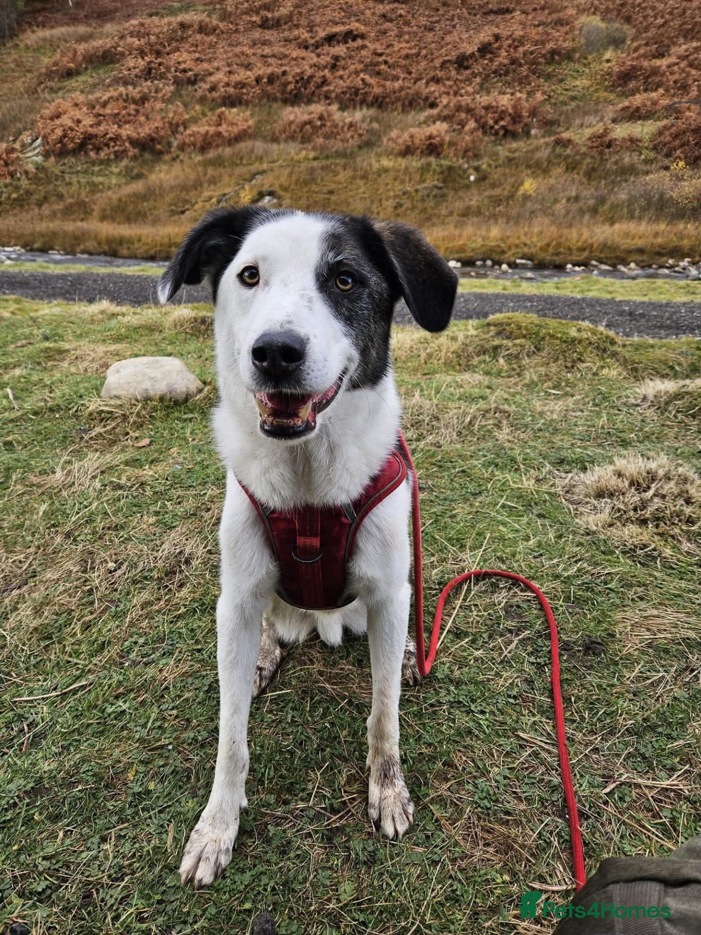 Mixed Breed dogs Ted – Adventure Buddy Seeking His Person 💙 - Advert 1