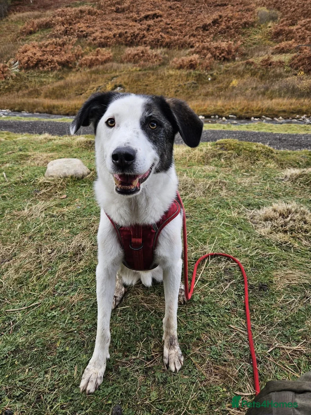 Mixed Breed dogs for adoption: Ted – Adventure Buddy Seeking His Person 💙 in Pitlochry - Advert 1
