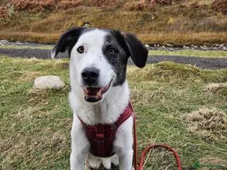 Mixed Breed dogs Ted โ Adventure Buddy Seeking His Person ๐ - Advert 2