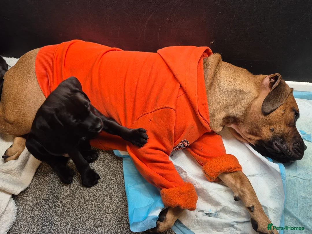 Mixed Breed dogs for sale: Black Bullmastiff BOY X Springer Spaniel  - Advert 1