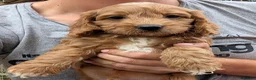 Cockapoo dogs for sale: Licensed breeder, health tested F1 cockapoo pups - Advert 19