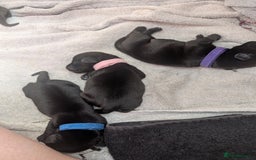 Mixed Breed dogs for sale: Doxie-Dales  - Image 33