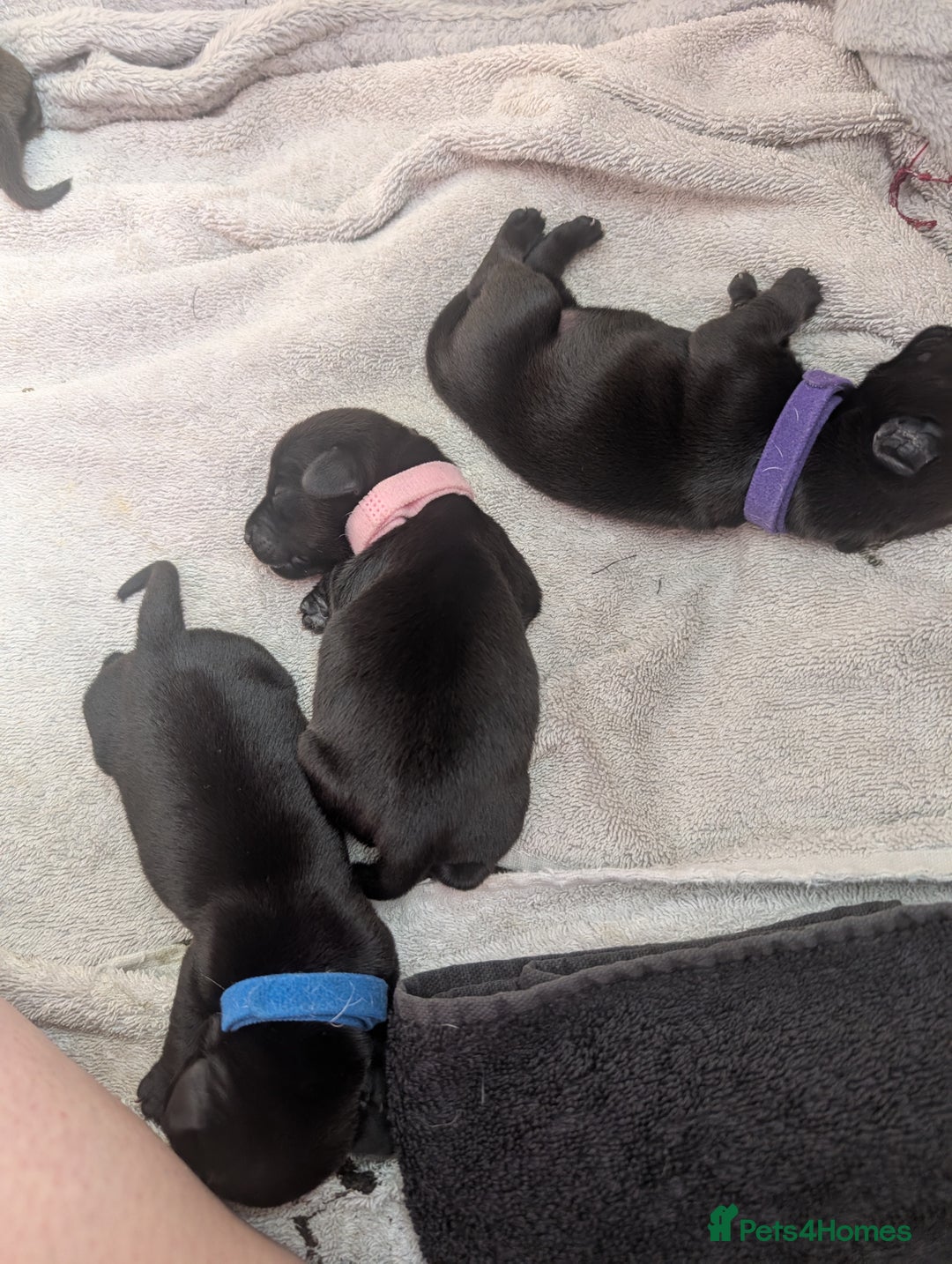 Mixed Breed dogs for sale: Doxie-Dales  - Image 33