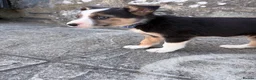 Border Collie dogs for sale: 7 Working Sheepdogs  - Advert 12