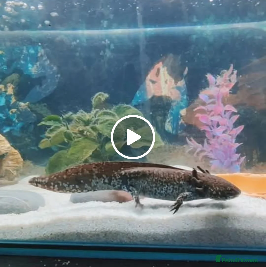Axolotl reptiles for sale: 3 female axolotl's and full setup - Advert 1