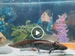 Axolotl reptiles 3 female axolotl's and full setup - Advert 2