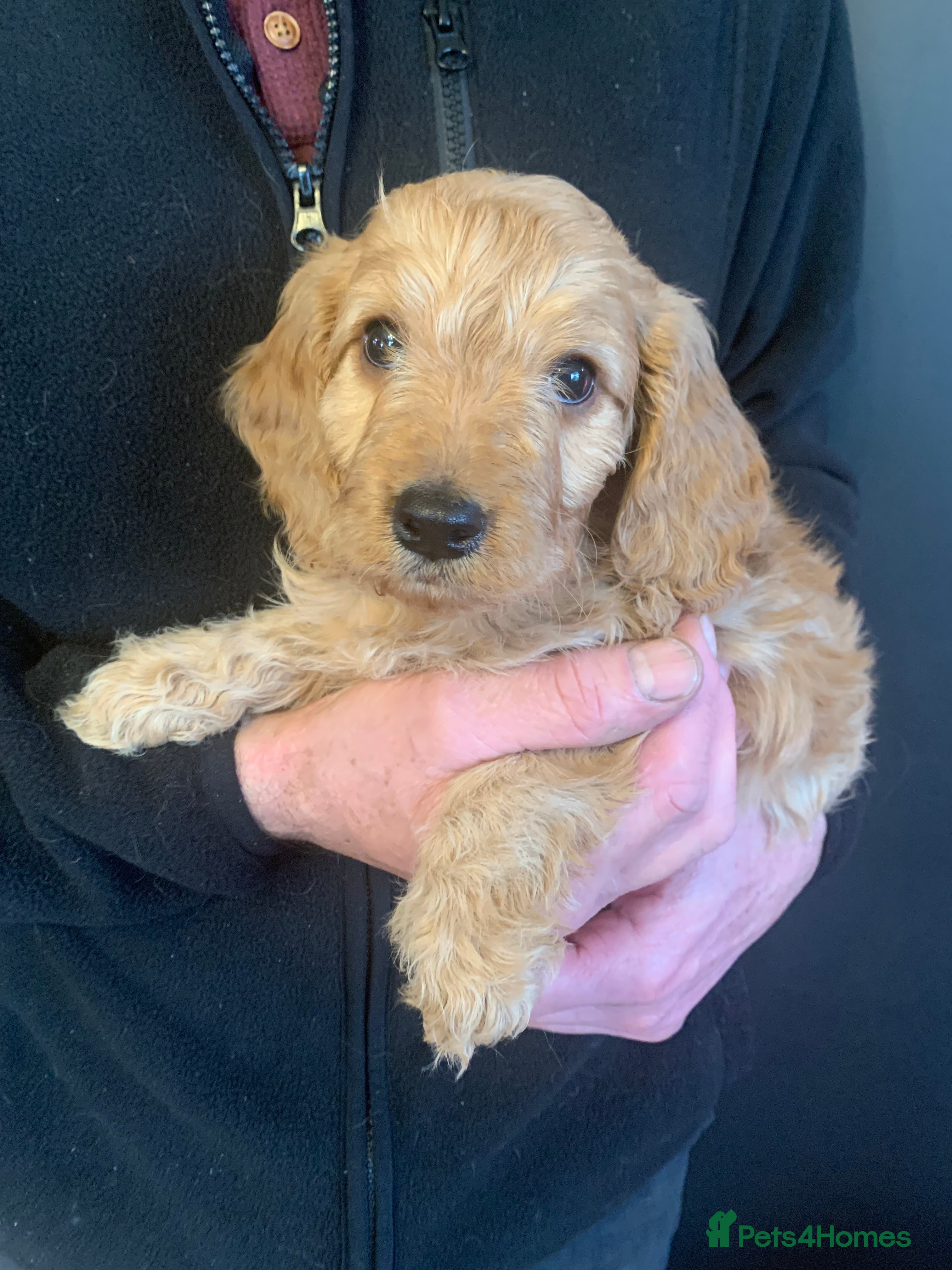 Cockapoo dogs Golden F1 cockapoo puppies  - Advert 18