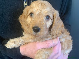 Cockapoo dogs Golden F1 cockapoo puppies - Advert 12