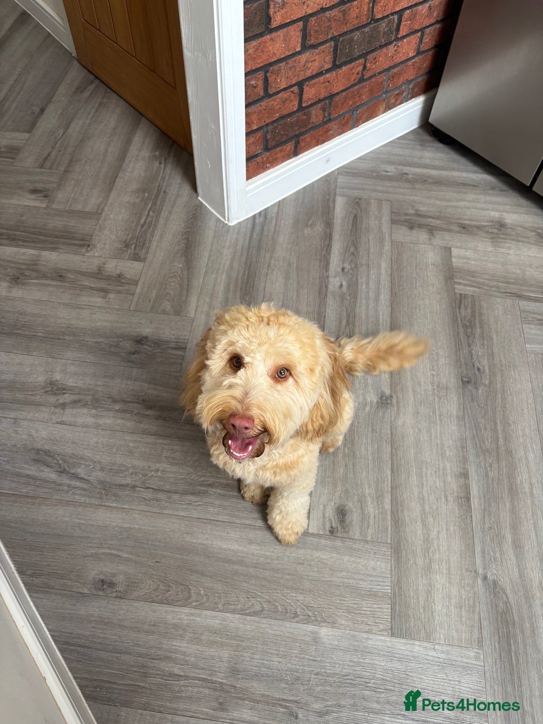 Cockapoo dogs for sale: Willow 16 month old cockapoo - Advert 4