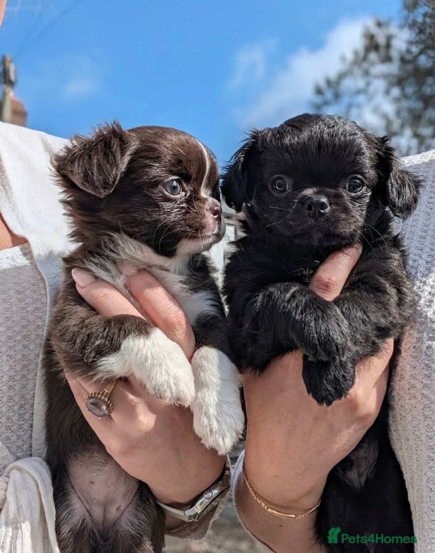 Chihuahua dogs KC registered Long Coat Chihuahuas  - Advert 16