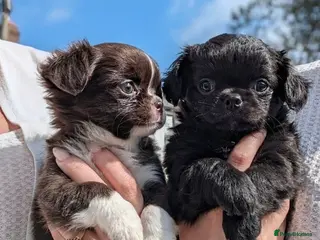 Chihuahua dogs KC registered Long Coat Chihuahuas - Advert 16