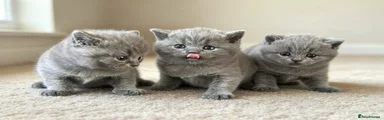 Blue British Shorthair 1
