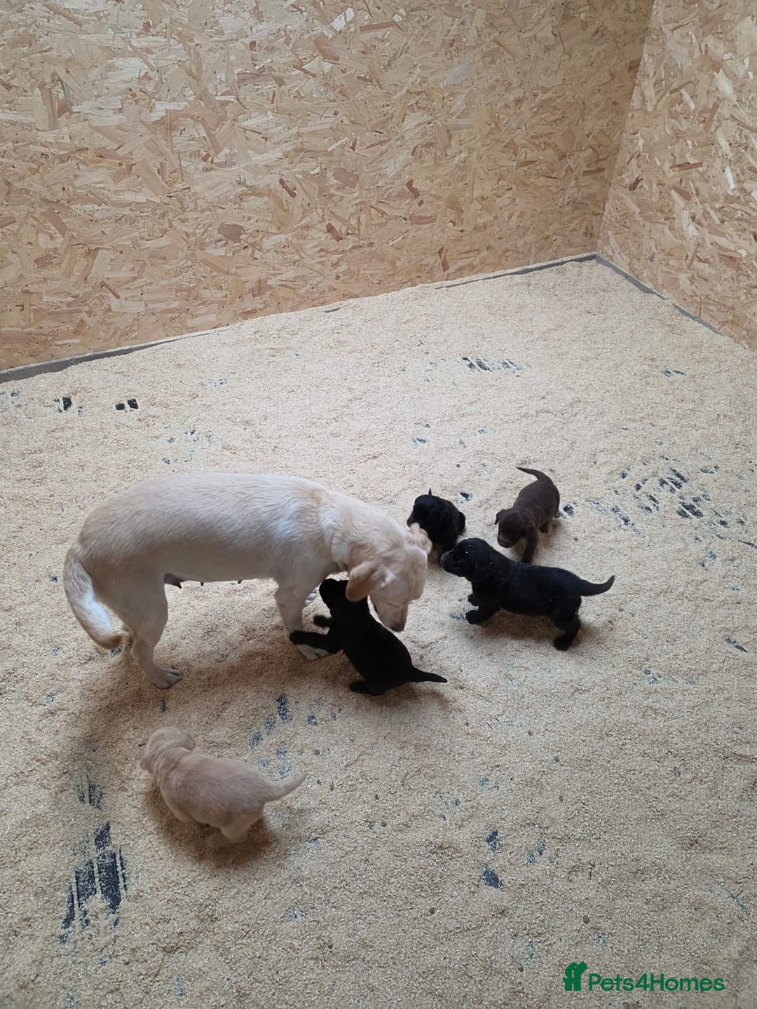 Labrador Retriever dogs for sale: Labrador Puppies black gold and chocolate  - Image 9