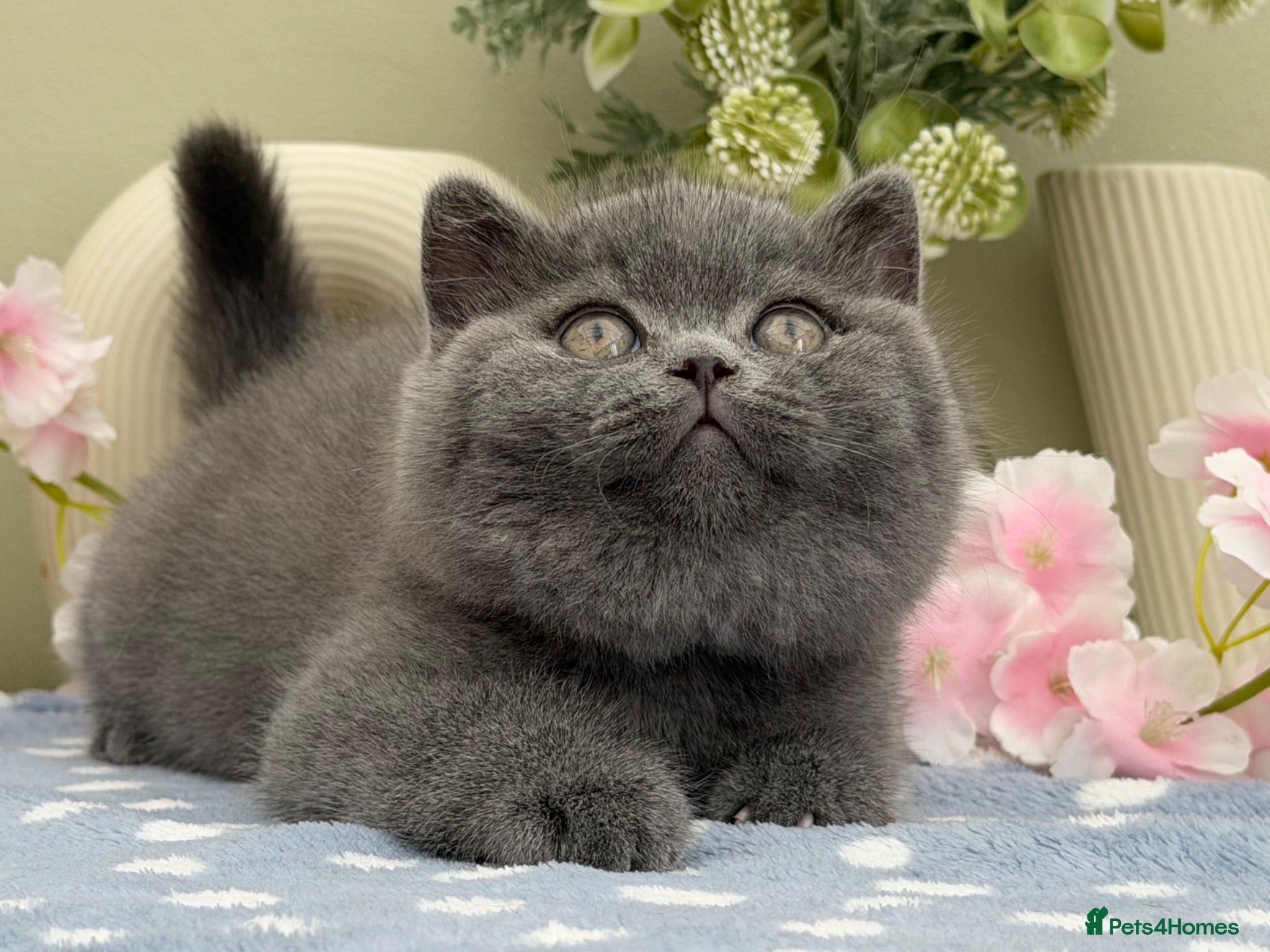 British Shorthair cats Beautiful British Kittens - Advert 9