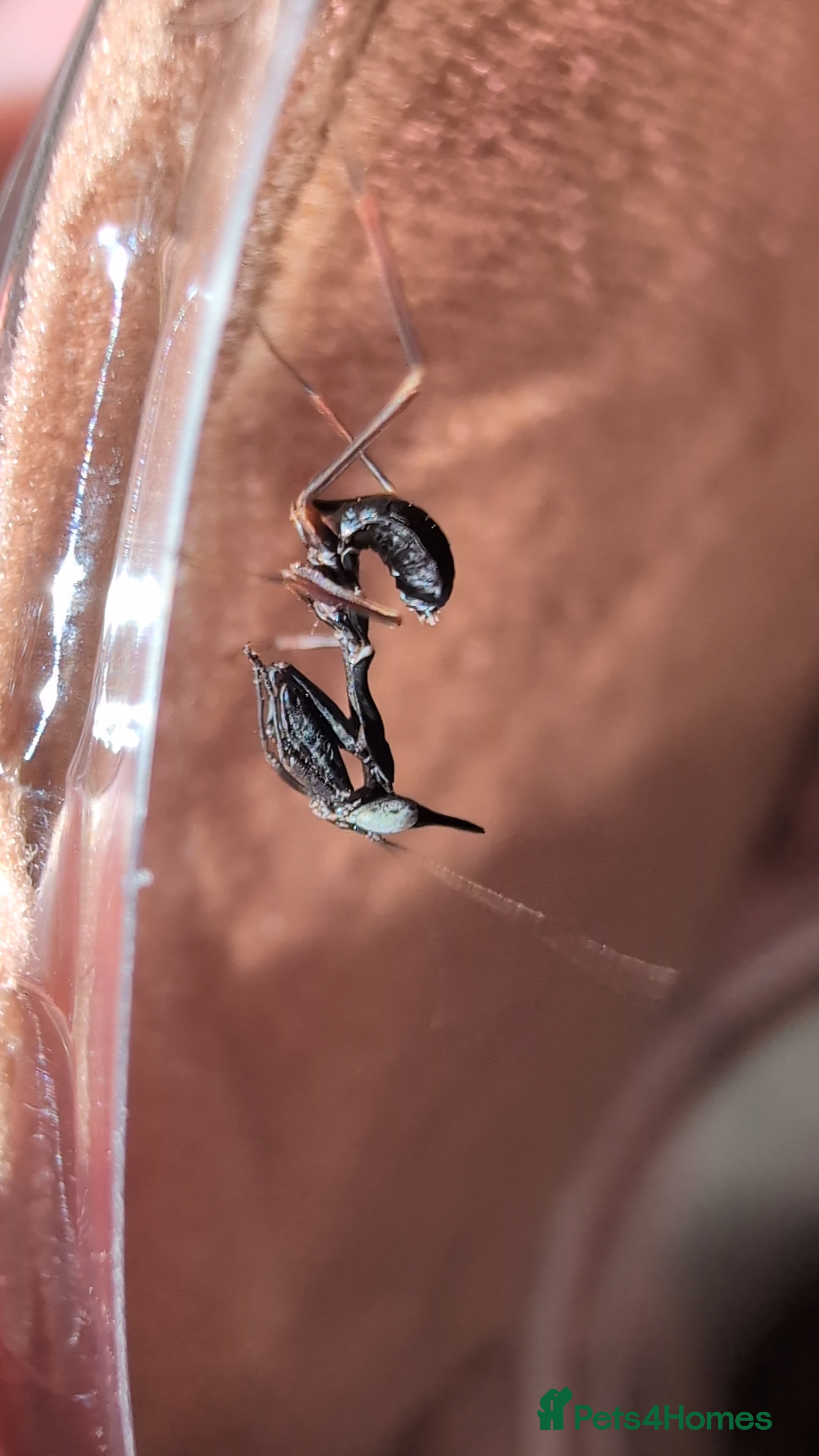 Praying Mantis invertebrates Ghost mantis nymphs. Ready to ship.  - Advert 17